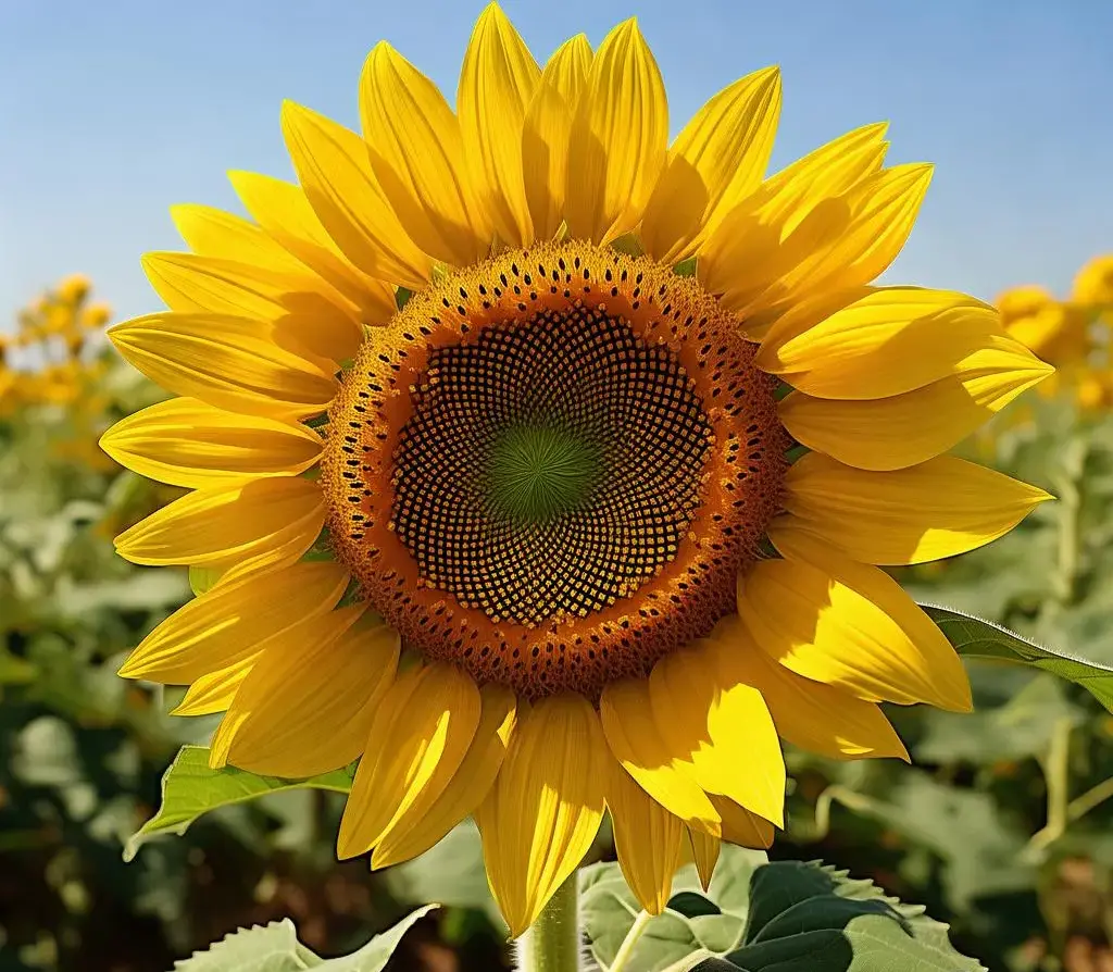 Organic Sunflower